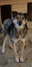 BUDDY, Hund, Mischlingshund in Rumänien - Bild 3