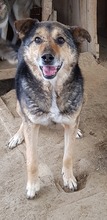 BUDDY, Hund, Mischlingshund in Rumänien - Bild 4