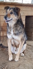 BUDDY, Hund, Mischlingshund in Rumänien - Bild 5
