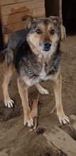 BUDDY, Hund, Mischlingshund in Rumänien - Bild 7