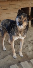 BUDDY, Hund, Mischlingshund in Rumänien - Bild 8