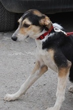 PONTI, Hund, Mischlingshund in Bulgarien - Bild 1