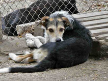 PONTI, Hund, Mischlingshund in Bulgarien - Bild 11