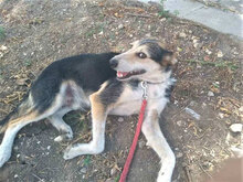 PONTI, Hund, Mischlingshund in Bulgarien - Bild 12