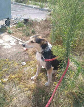 PONTI, Hund, Mischlingshund in Bulgarien - Bild 13