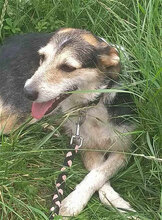 PONTI, Hund, Mischlingshund in Bulgarien - Bild 15
