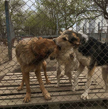PONTI, Hund, Mischlingshund in Bulgarien - Bild 17