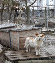 PONTI, Hund, Mischlingshund in Bulgarien - Bild 19