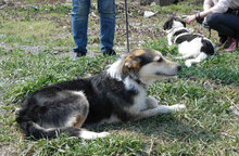 PONTI, Hund, Mischlingshund in Bulgarien - Bild 20