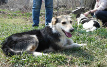 PONTI, Hund, Mischlingshund in Bulgarien - Bild 21