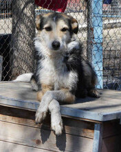 PONTI, Hund, Mischlingshund in Bulgarien - Bild 23
