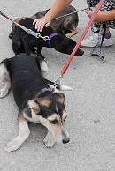 PONTI, Hund, Mischlingshund in Bulgarien - Bild 3