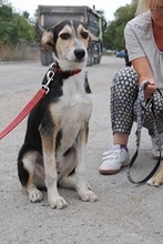 PONTI, Hund, Mischlingshund in Bulgarien - Bild 4