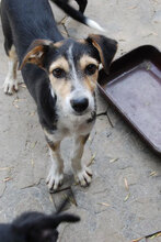 PONTI, Hund, Mischlingshund in Bulgarien - Bild 6