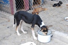 PONTI, Hund, Mischlingshund in Bulgarien - Bild 7