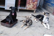 PONTI, Hund, Mischlingshund in Bulgarien - Bild 8