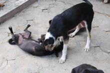 PONTI, Hund, Mischlingshund in Bulgarien - Bild 9