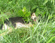 PONTI, Hund, Mischlingshund in Haan - Bild 14