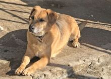 MYRTO, Hund, Mischlingshund in Griechenland - Bild 4