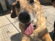 MYRTO, Hund, Mischlingshund in Griechenland - Bild 9