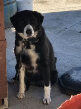NELLI, Hund, Mischlingshund in Griechenland - Bild 1