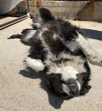 NELLI, Hund, Mischlingshund in Griechenland - Bild 11