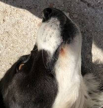 NELLI, Hund, Mischlingshund in Griechenland - Bild 13