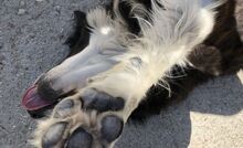 NELLI, Hund, Mischlingshund in Griechenland - Bild 14