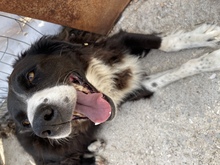 NELLI, Hund, Mischlingshund in Griechenland - Bild 16