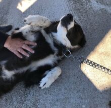 NELLI, Hund, Mischlingshund in Griechenland - Bild 3