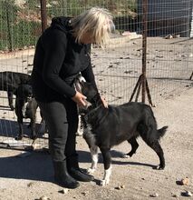 NELLI, Hund, Mischlingshund in Griechenland - Bild 4