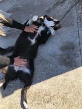 NELLI, Hund, Mischlingshund in Griechenland - Bild 5