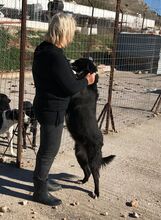 NELLI, Hund, Mischlingshund in Griechenland - Bild 7