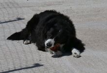 NELLI, Hund, Mischlingshund in Griechenland - Bild 9