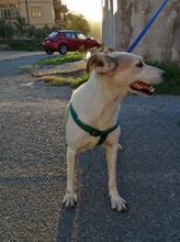 DEA, Hund, Mischlingshund in Italien - Bild 10