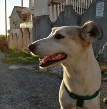 DEA, Hund, Mischlingshund in Italien - Bild 11