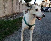 DEA, Hund, Mischlingshund in Italien - Bild 12