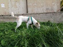 DEA, Hund, Mischlingshund in Italien - Bild 3