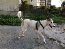 DEA, Hund, Mischlingshund in Italien - Bild 4