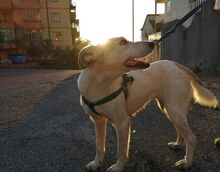 DEA, Hund, Mischlingshund in Italien - Bild 5