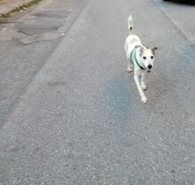 DEA, Hund, Mischlingshund in Italien - Bild 6