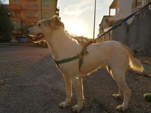 DEA, Hund, Mischlingshund in Italien - Bild 7
