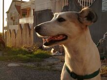 DEA, Hund, Mischlingshund in Italien - Bild 9