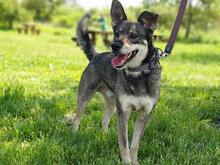 TRISTAN, Hund, Mischlingshund in Slowakische Republik - Bild 3