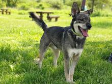 TRISTAN, Hund, Mischlingshund in Slowakische Republik - Bild 5