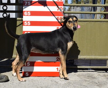 KAJA, Hund, Mischlingshund in Slowakische Republik - Bild 4