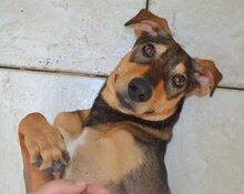 JOYJOY, Hund, Mischlingshund in Griechenland - Bild 4