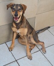 JOYJOY, Hund, Mischlingshund in Griechenland - Bild 6
