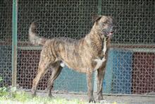 LUDWIG, Hund, Mischlingshund in Italien