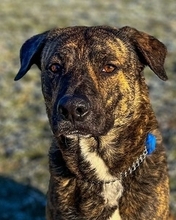BUDDYROCHER, Hund, Mischlingshund in Essen - Bild 1